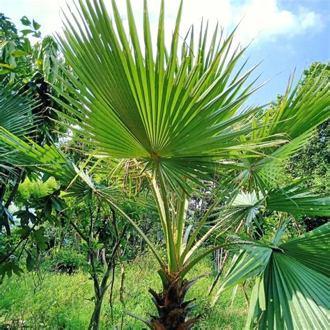 棕榈树|棕榈（棕榈科棕榈属植物）